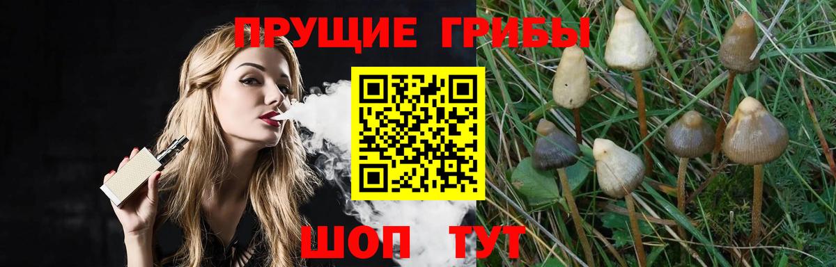 Псилоцибиновые грибы Cubensis Усть-Джегута